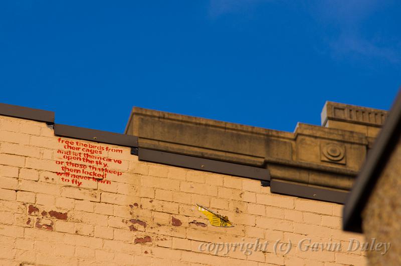 Poetry, North Terrace IMGP8845.jpg